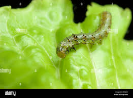 Attēlu rezultāti vaicājumam “Mamestra brassicae larva”