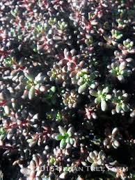 Attēlu rezultāti vaicājumam “Sedum album”