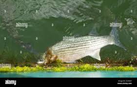 Image result for Chelon ramada