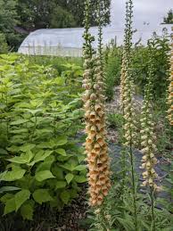 Image result for Digitalis ferruginea