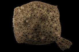 Image result for Scophthalmus maximus