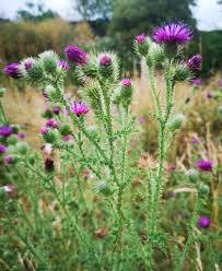 Attēlu rezultāti vaicājumam “Carduus crispus”