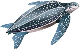 Image result for Dermochelys coriacea