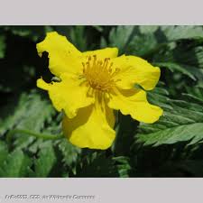 Image result for Potentilla anserina
