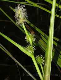 Attēlu rezultāti vaicājumam “Sparganiaceae”