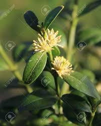 Attēlu rezultāti vaicājumam “Buxus sempervirens flower”