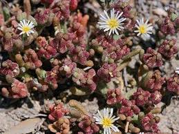 Image result for Mesembryanthemum criniflorum