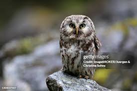 Image result for Aegolius funereus