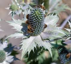 Image result for Edeldistel