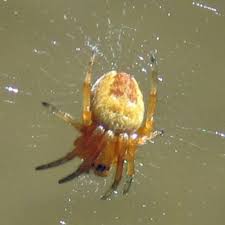 Attēlu rezultāti vaicājumam “Araneus diadematus juvenile”