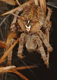 Attēlu rezultāti vaicājumam “Araneus angulatus”