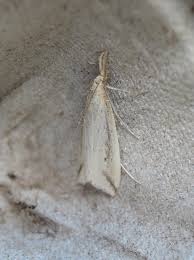 Attēlu rezultāti vaicājumam “Donacaula mucronella”