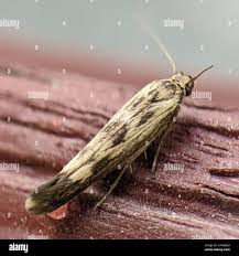 Attēlu rezultāti vaicājumam “Scythris limbella”