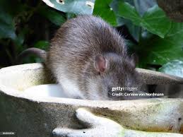 Attēlu rezultāti vaicājumam “Rattus norvegicus”