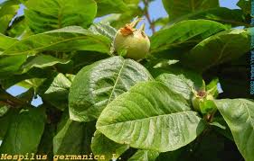 Attēlu rezultāti vaicājumam “Mespilus germanica leaf”