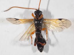 Attēlu rezultāti vaicājumam “Ichneumonidae”