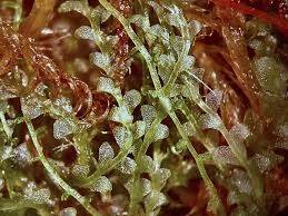 Attēlu rezultāti vaicājumam “Calypogeia”