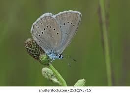 Attēlu rezultāti vaicājumam “Maculinea teleius underside”