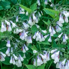 Attēlu rezultāti vaicājumam “Symphytum grandiflorum”