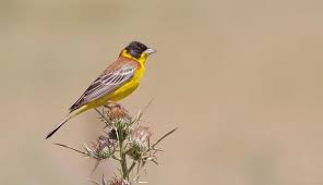 Image result for Emberiza melanocephala