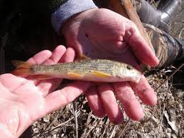 Image result for Minytrema melanops