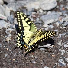 Attēlu rezultāti vaicājumam “Papilio machaon upperside”