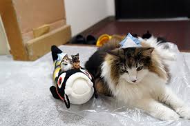 猫次郎o에 대한 이미지 검색결과