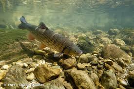 Image result for Squalius cephalus cavedanus