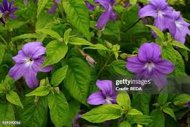Image result for Browallia speciosa