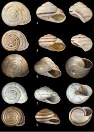 Attēlu rezultāti vaicājumam “Helicidae”