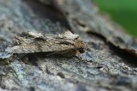 Attēlu rezultāti vaicājumam “Apamea monoglypha”