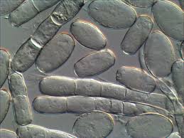 Attēlu rezultāti vaicājumam “Erysiphe galeopsidis”