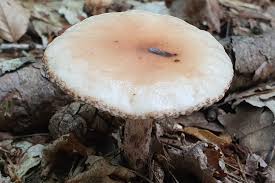 Attēlu rezultāti vaicājumam “Didymium serpula macro”