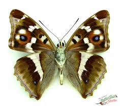 Attēlu rezultāti vaicājumam “Apatura iris”