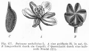Attēlu rezultāti vaicājumam “Butomaceae”