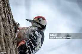 Attēlu rezultāti vaicājumam “Dendrocopos leucotos male”