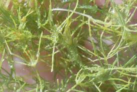 Attēlu rezultāti vaicājumam “Chara aspera”