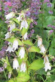 Image result for Campanula moesiaca