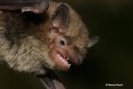 Attēlu rezultāti vaicājumam “Pipistrellus pygmaeus”