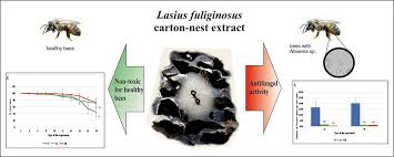 Attēlu rezultāti vaicājumam “Lasius fuliginosus”