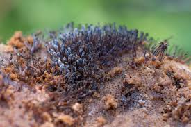 Attēlu rezultāti vaicājumam “Melanospora lagenaria”