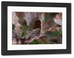 Attēlu rezultāti vaicājumam “Chlorochroa pinicola”