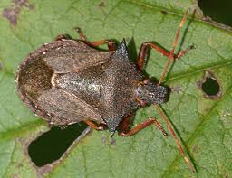 Attēlu rezultāti vaicājumam “Picromerus bidens”
