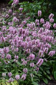 Attēlu rezultāti vaicājumam “Stachys officinalis”