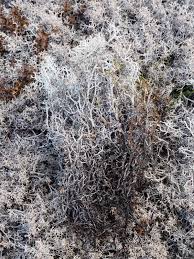 Attēlu rezultāti vaicājumam “Cladonia stygia”