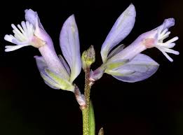 Attēlu rezultāti vaicājumam “Polygala vulgaris”