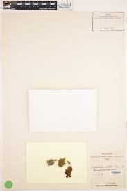 Attēlu rezultāti vaicājumam “Serpoleskea subtilis”