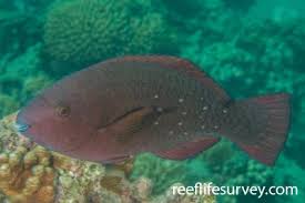 Image result for Scarus trispinosus