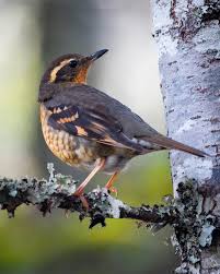 Image result for Ixoreus naevius