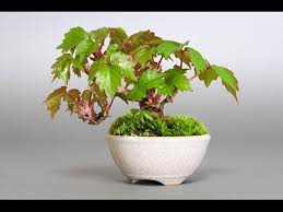 Image result for parthenocissus bonsai